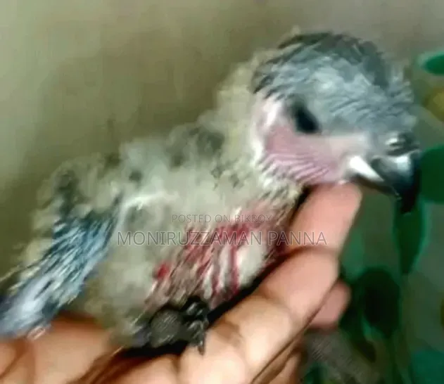 Baby Birds