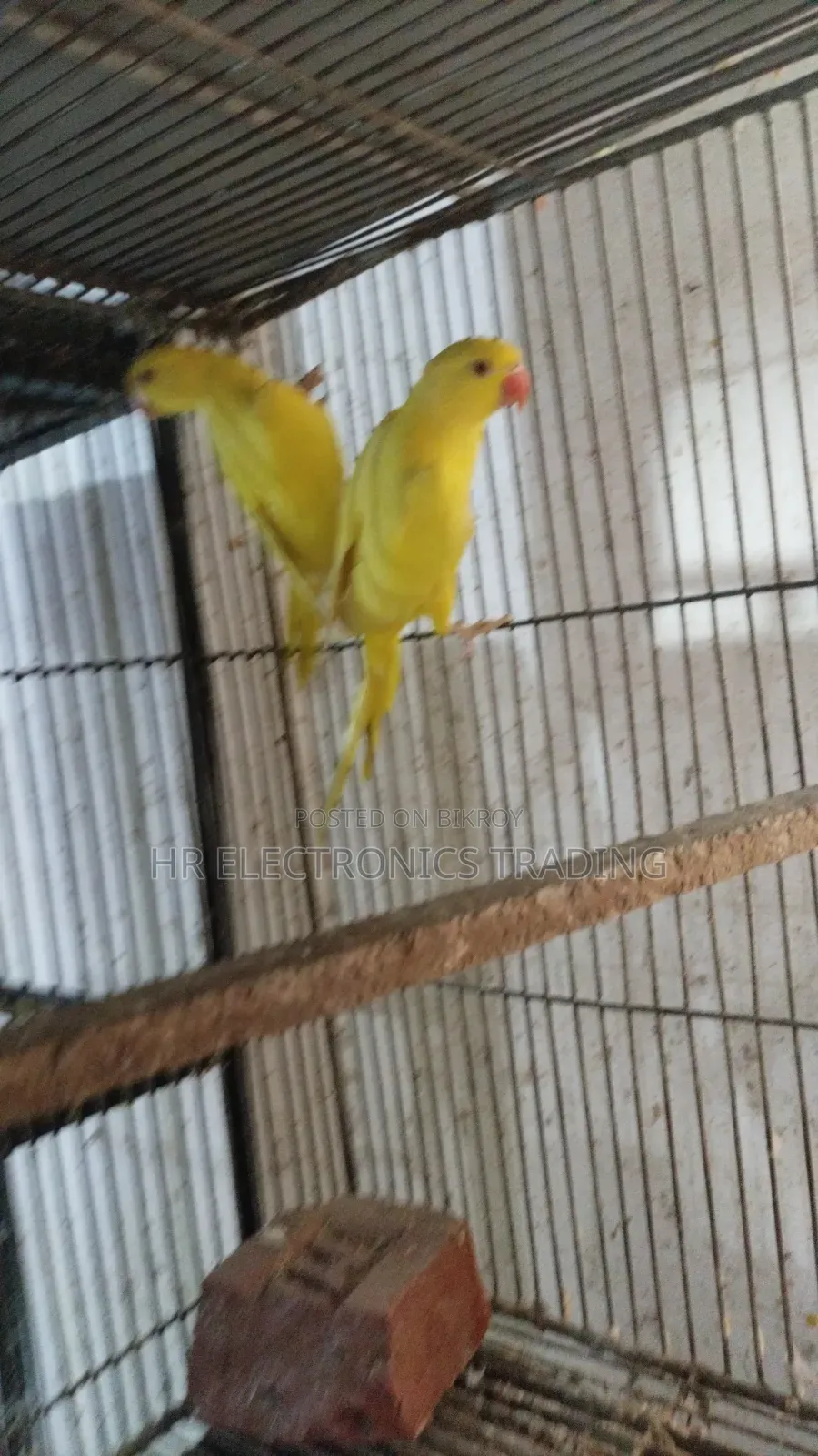Lutino Yellow Parrot with DNA Card