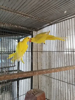 Lutino Yellow Parrot with DNA Card