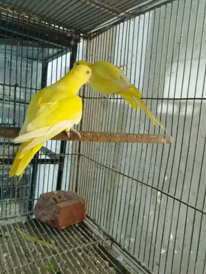 Lutino Yellow Parrot with DNA Card