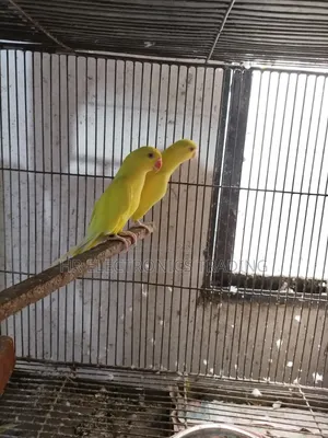Lutino Yellow Parrot with DNA Card