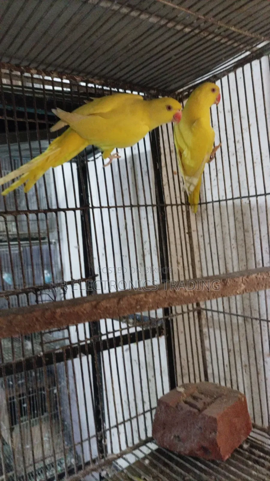 Lutino Yellow Parrot with DNA Card