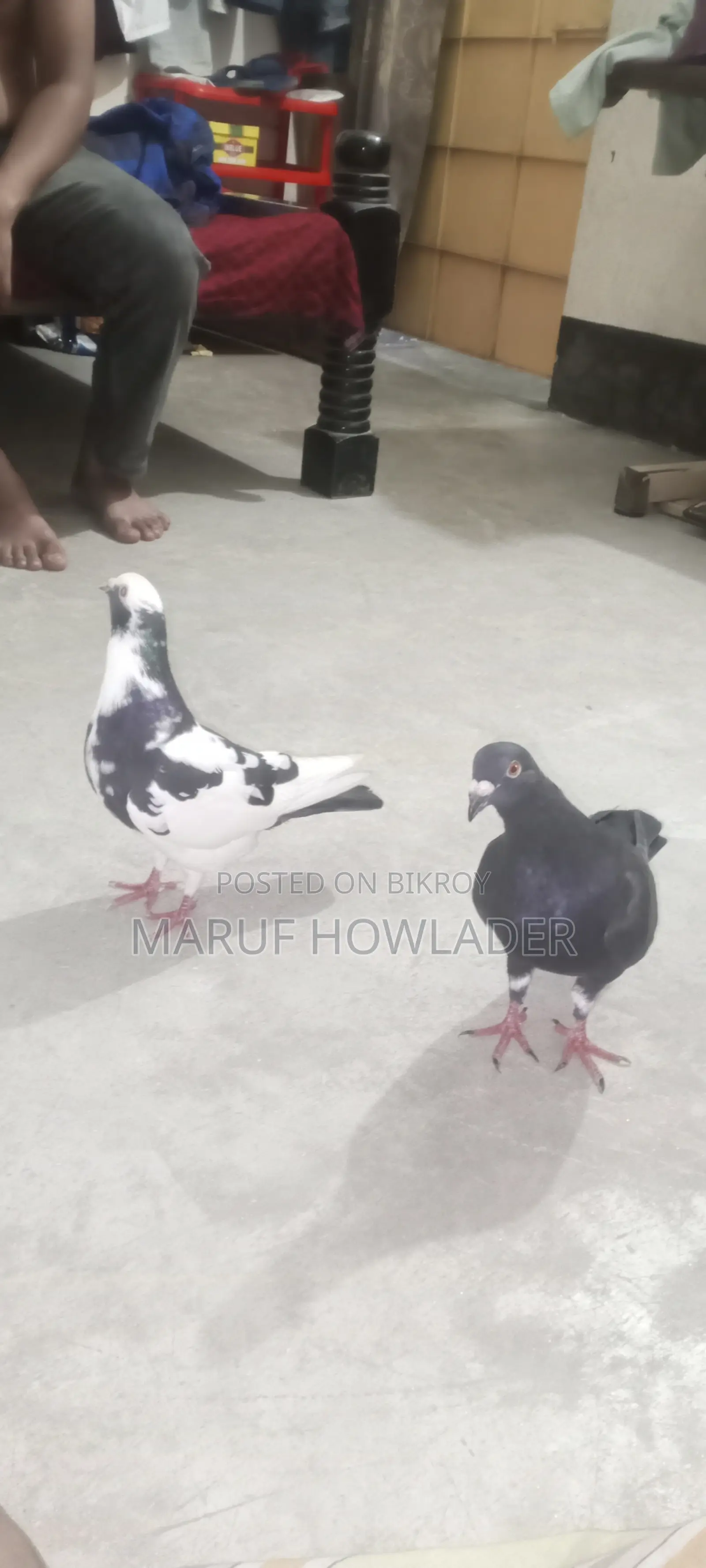 Beauty Homing Pigeon Pair Female