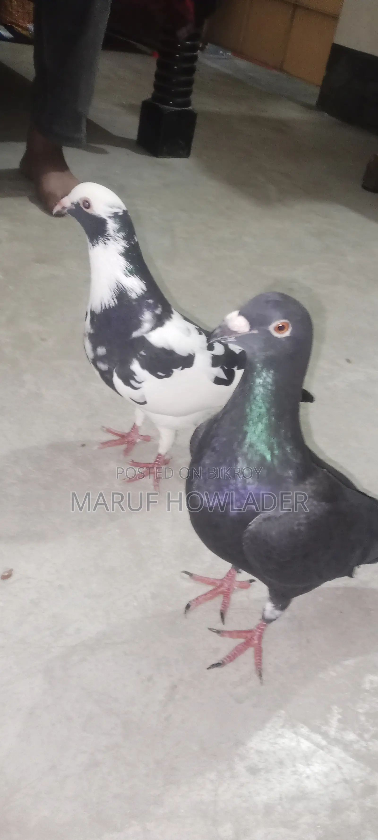 Beauty Homing Pigeon Pair Female