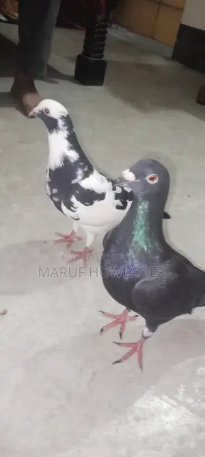 Beauty Homing Pigeon Pair Female