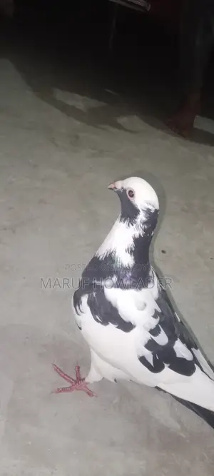 Beauty Homing Pigeon Pair Female