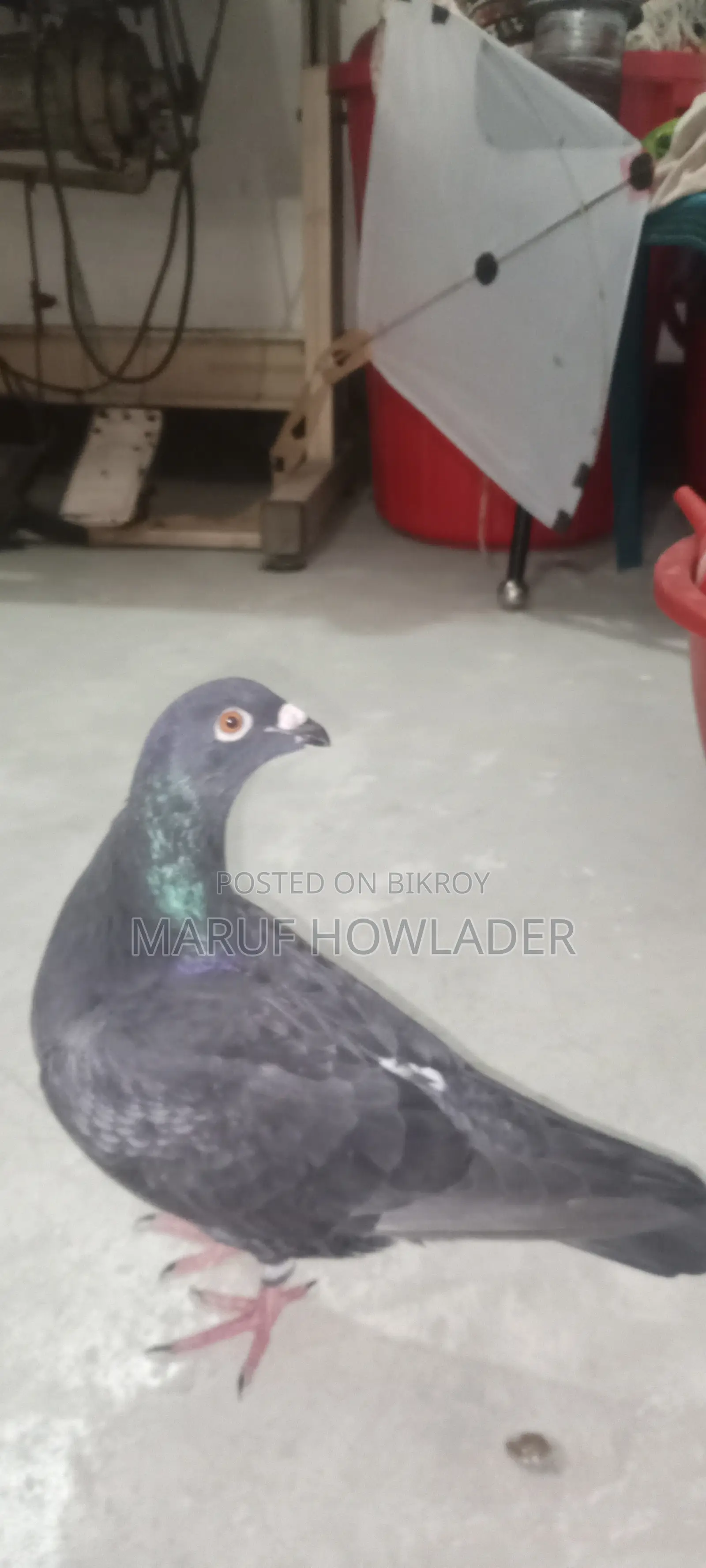 Beauty Homing Pigeon Pair Female