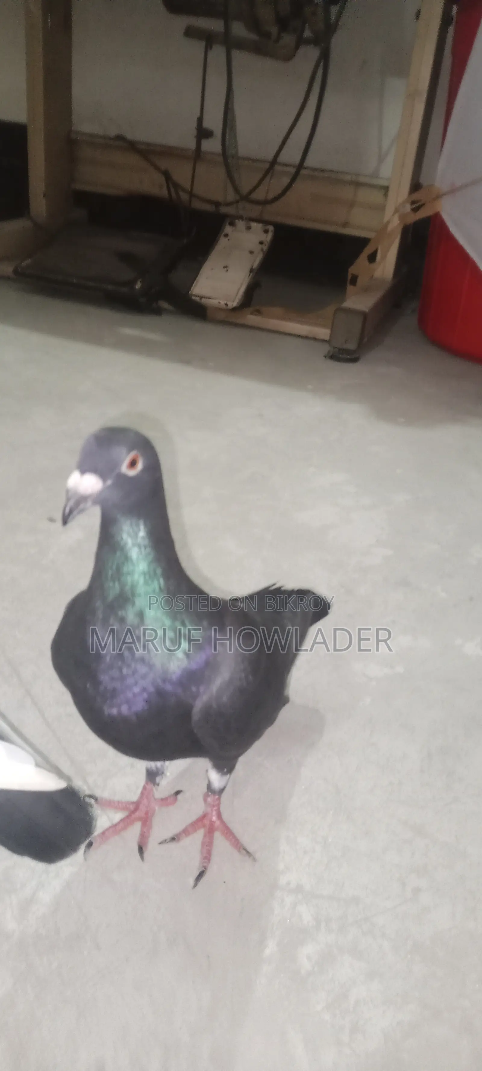 Beauty Homing Pigeon Pair Female