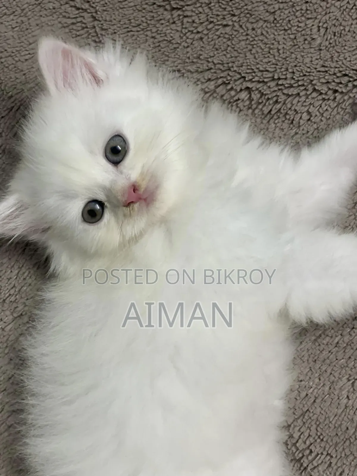 1+ year Male Purebred Persian