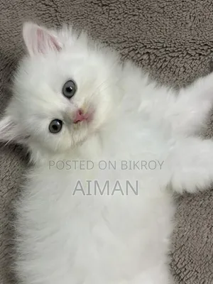 1+ year Male Purebred Persian