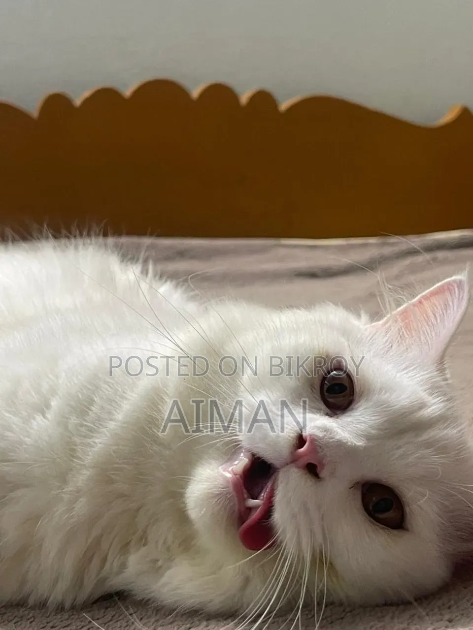 1+ year Male Purebred Persian