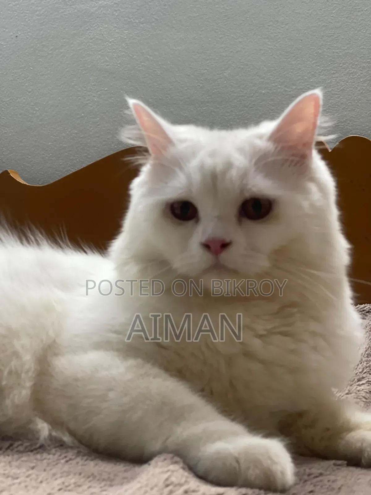 1+ year Male Purebred Persian