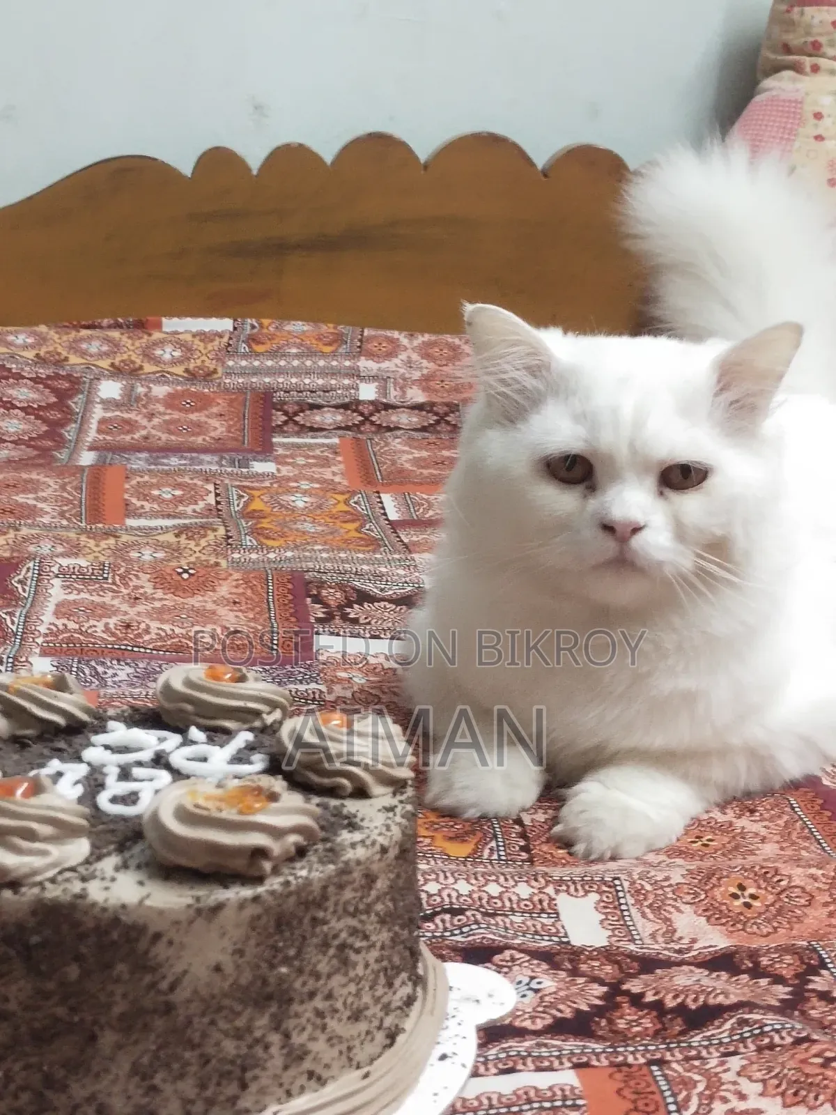 1+ year Male Purebred Persian
