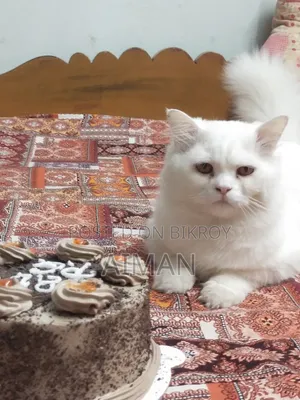 1+ year Male Purebred Persian