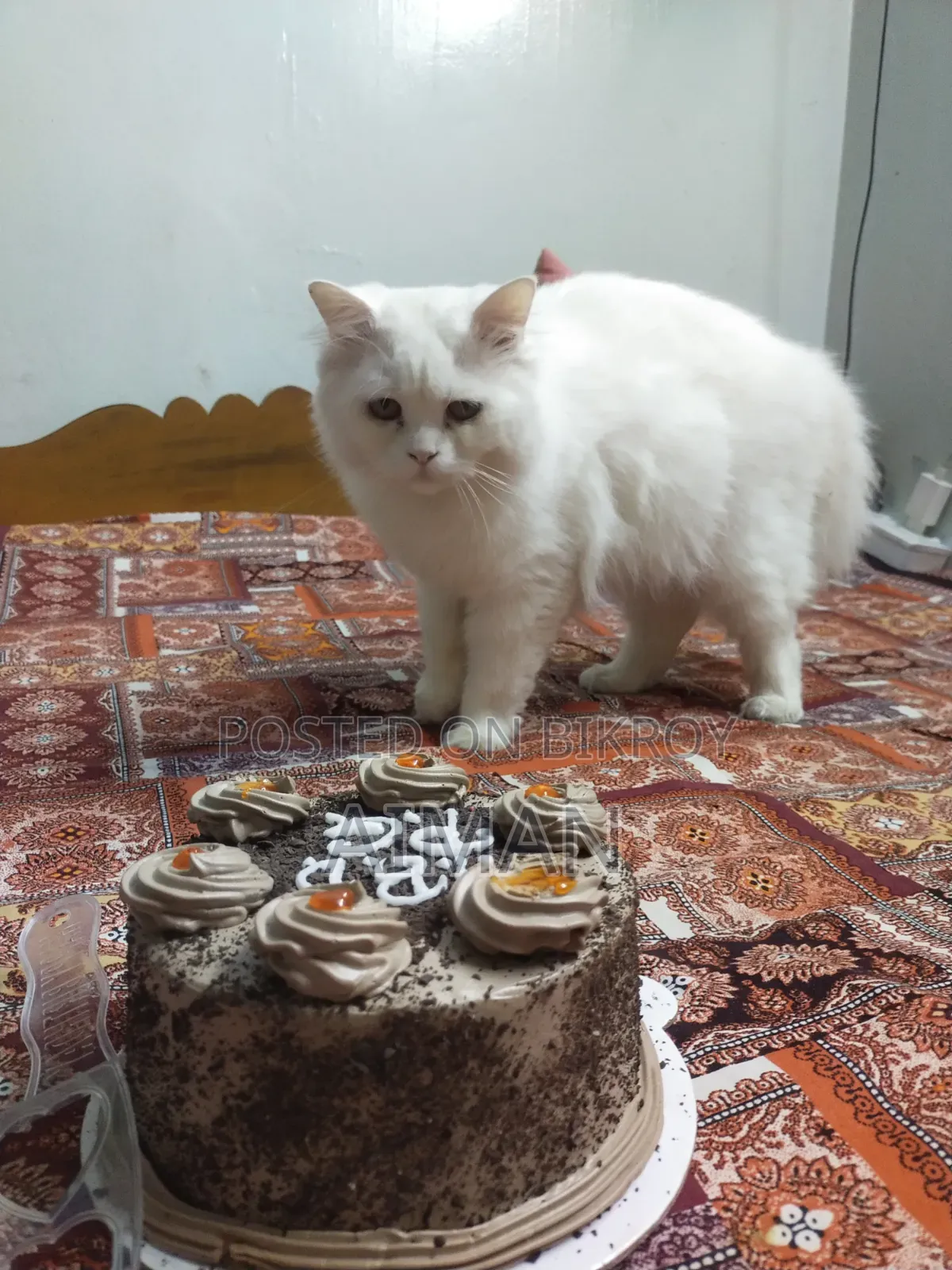 1+ year Male Purebred Persian