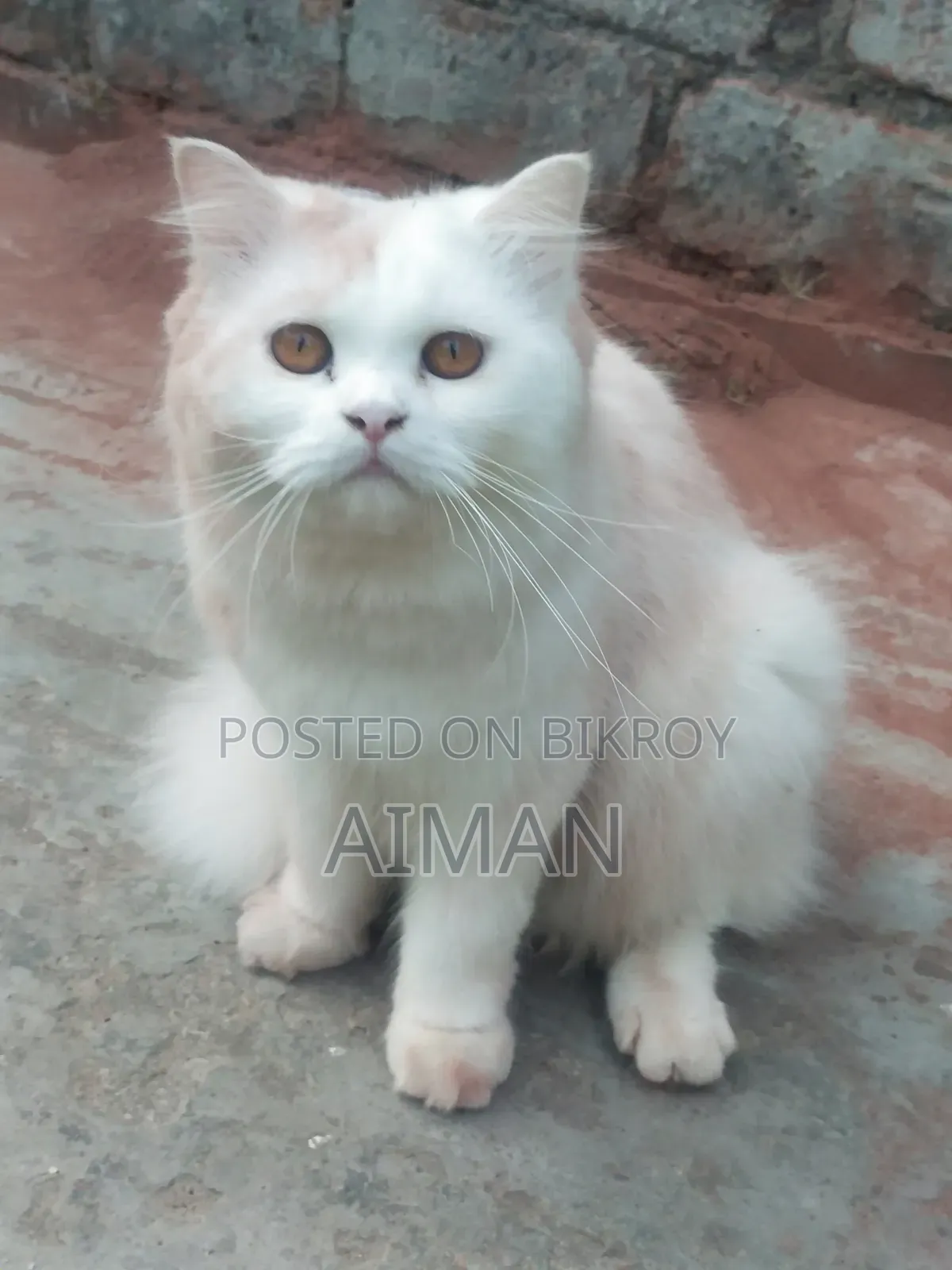 1+ year Male Purebred Persian