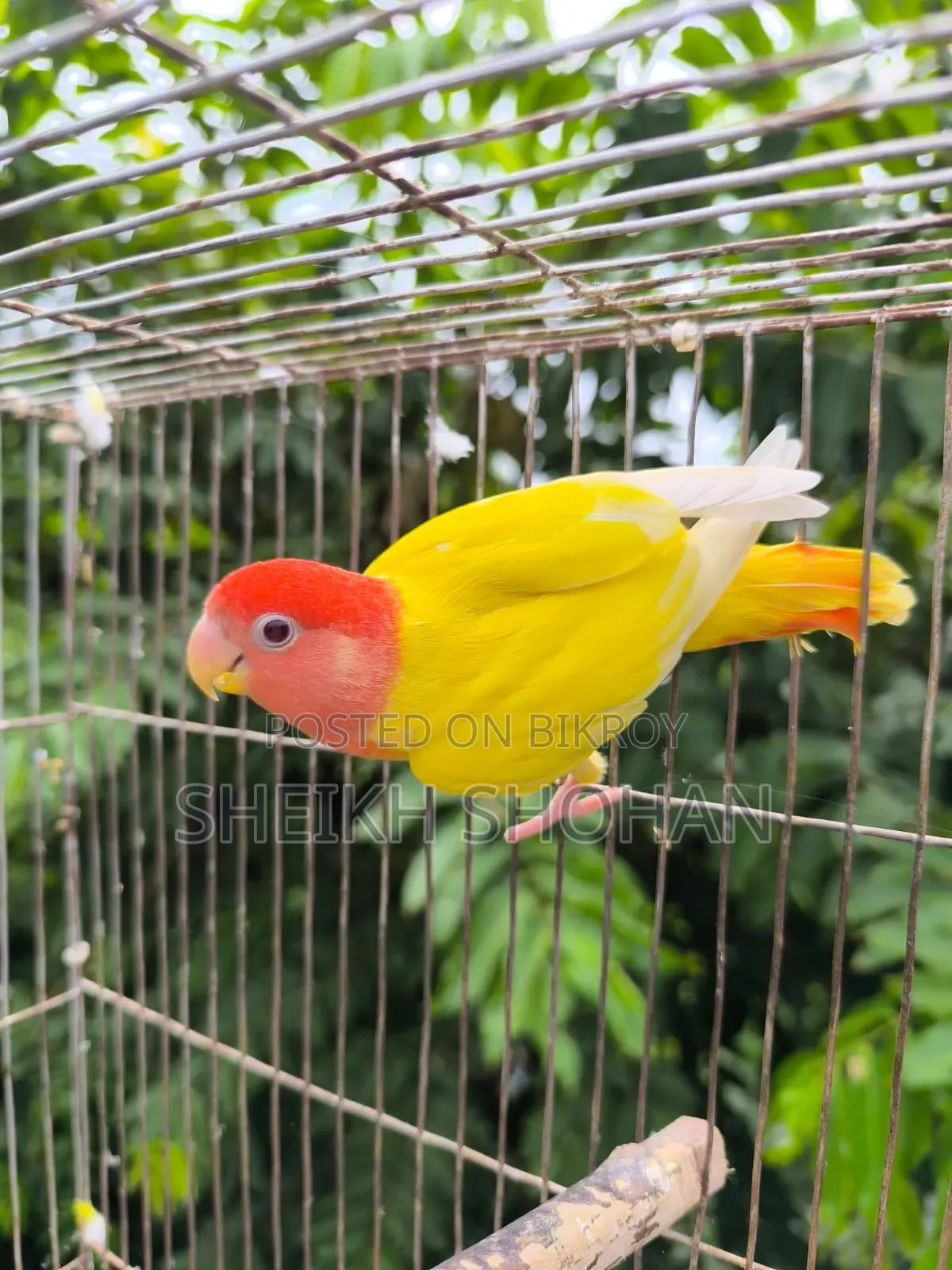 Red Head Opaline Lovebird