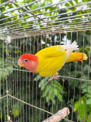 Red Head Opaline Lovebird