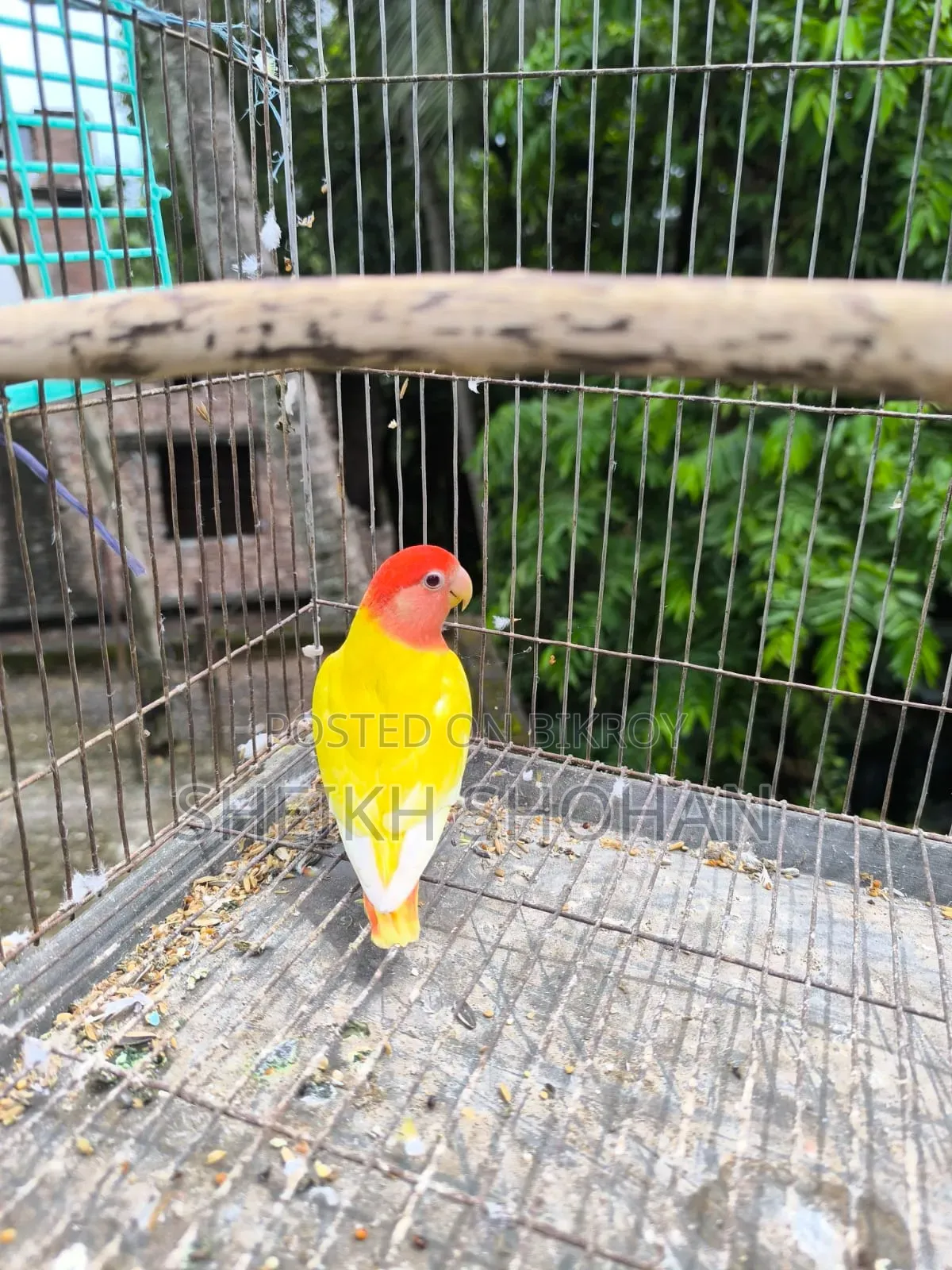 Red Head Opaline Lovebird