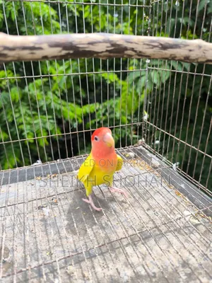 Red Head Opaline Lovebird
