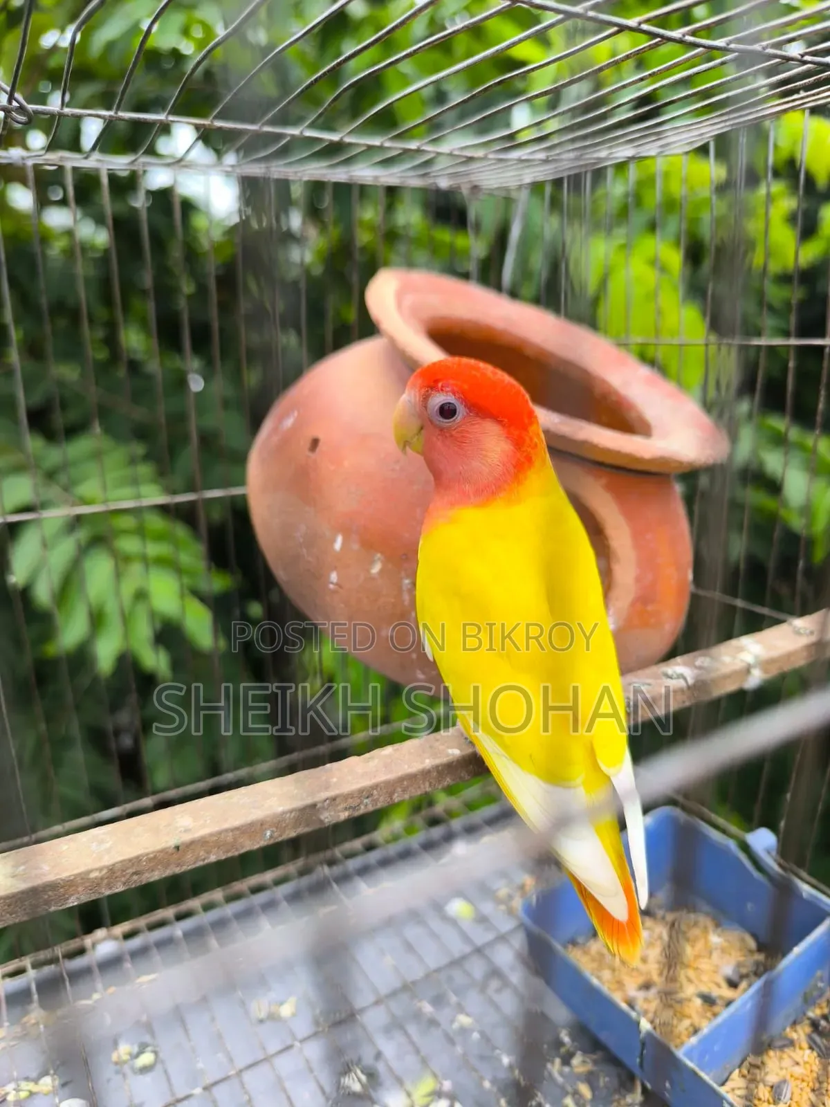 Red Head Opaline Lovebird