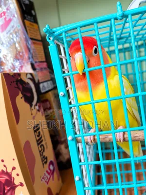 Red Head Opaline Lovebird