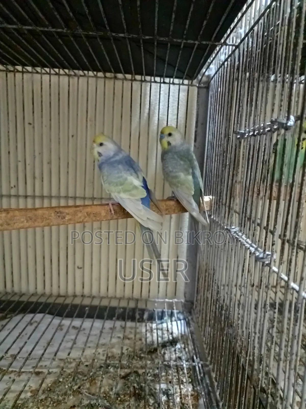 Rainbow Pair