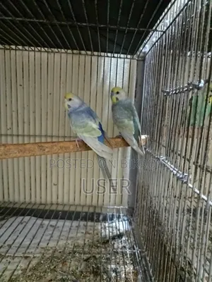 Rainbow Pair