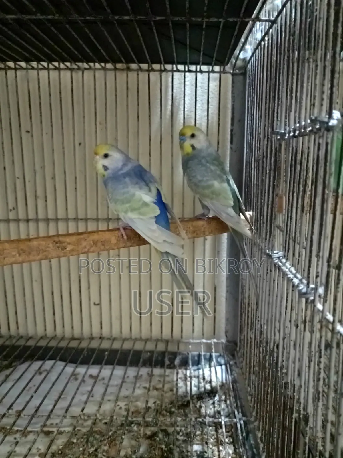 Rainbow Pair