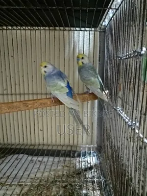 Rainbow Pair