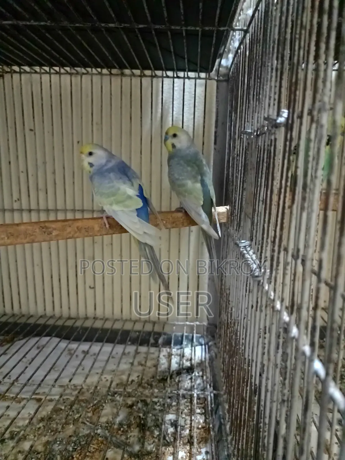 Rainbow Pair