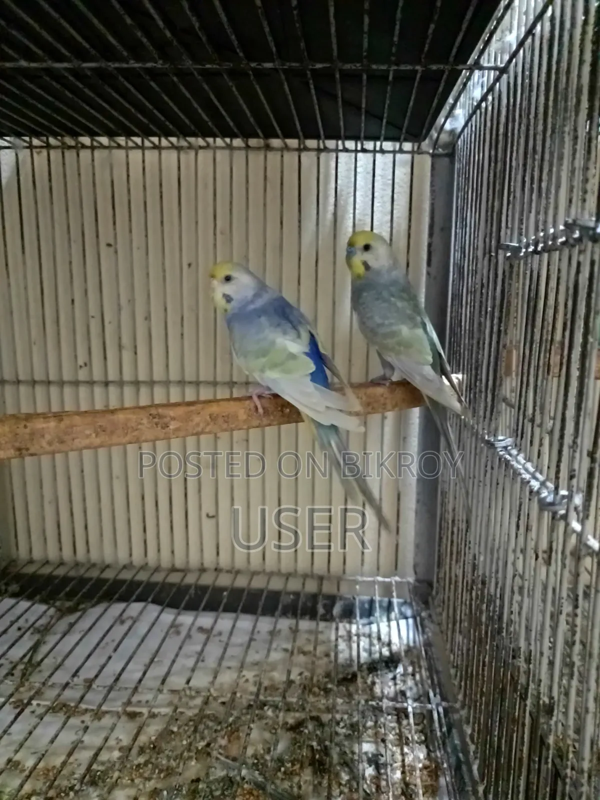 Rainbow Pair