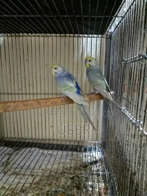 Rainbow Pair