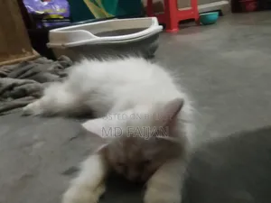 1-3 months Male Purebred Persian