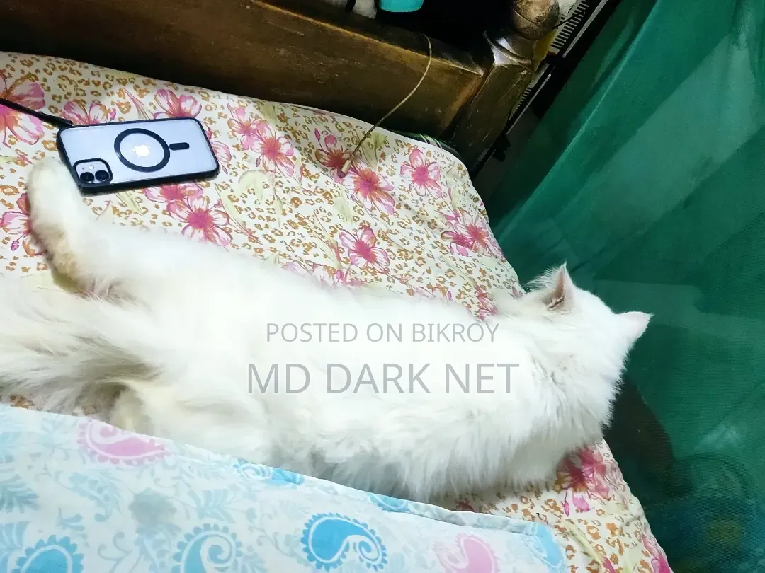 ৬-১২ মাস বয়সী পুরুষ খাঁটি পার্সিয়ান
