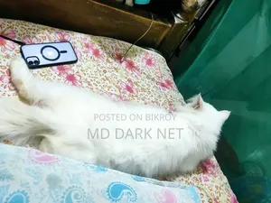 ৬-১২ মাস বয়সী পুরুষ খাঁটি পার্সিয়ান