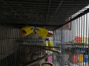 Lutino Red Head Opaline Love Bird