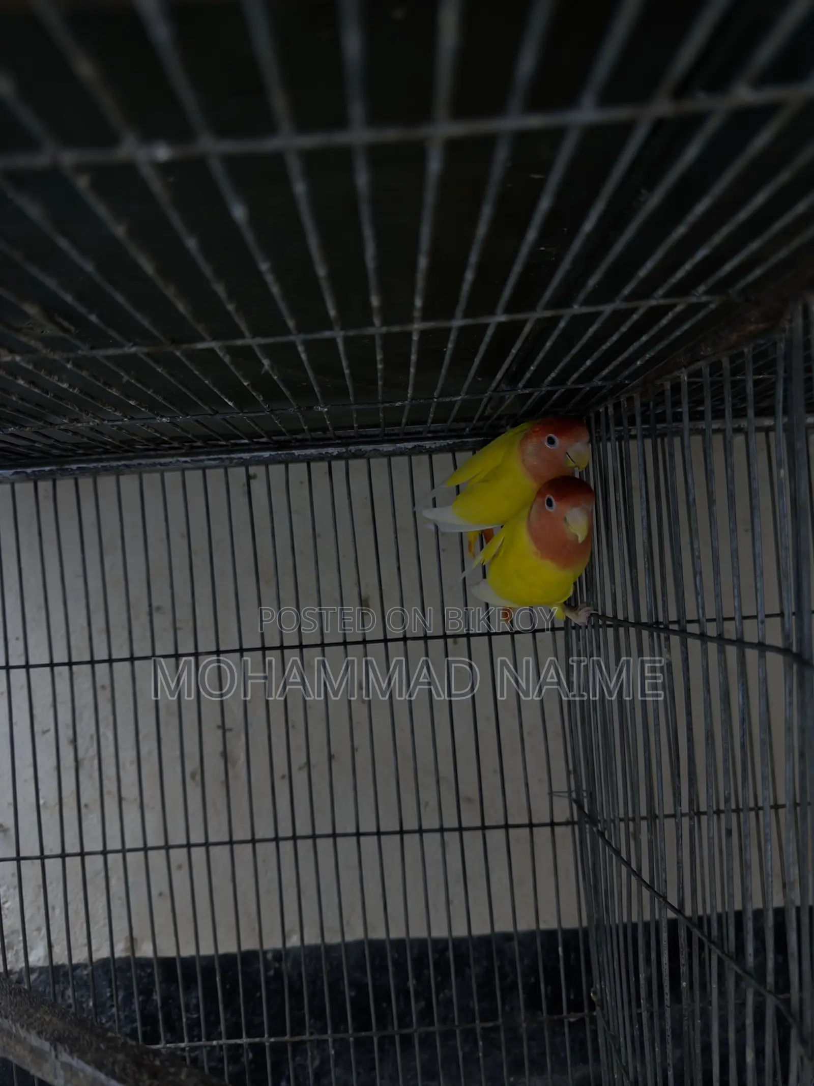 Lutino Red Head Opaline Love Bird