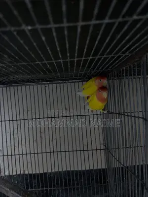Lutino Red Head Opaline Love Bird