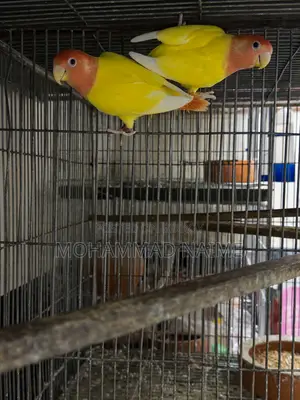 Lutino Red Head Opaline Love Bird