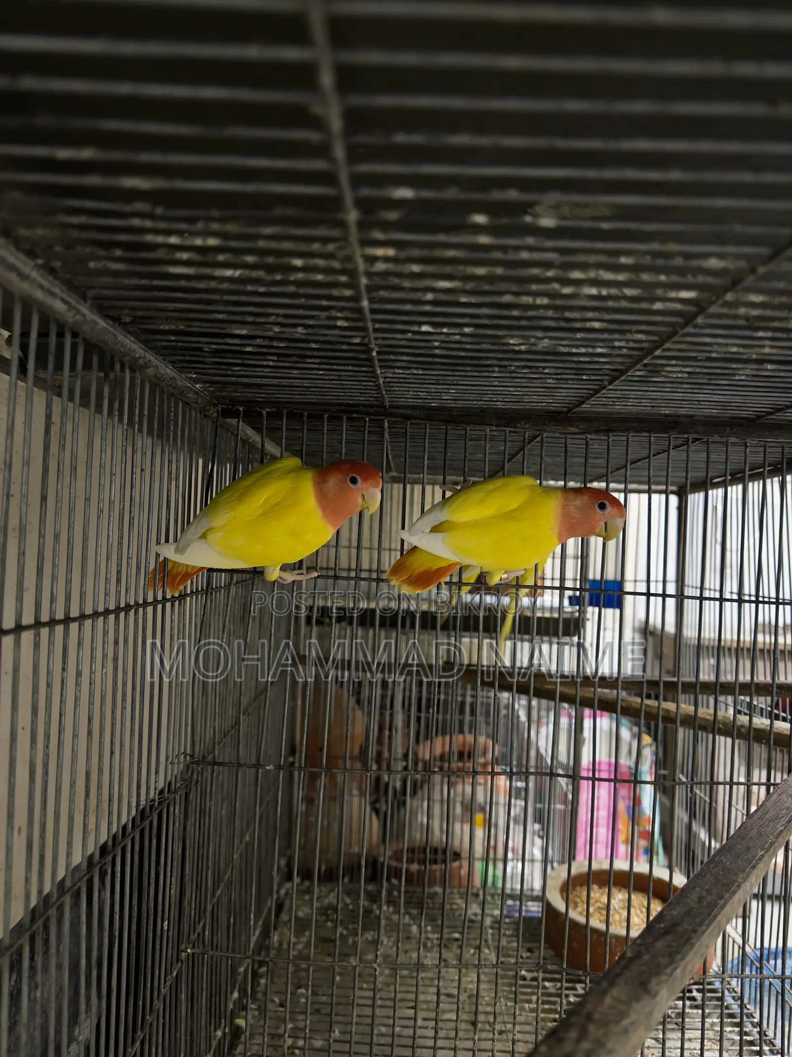 Lutino Red Head Opaline Love Bird