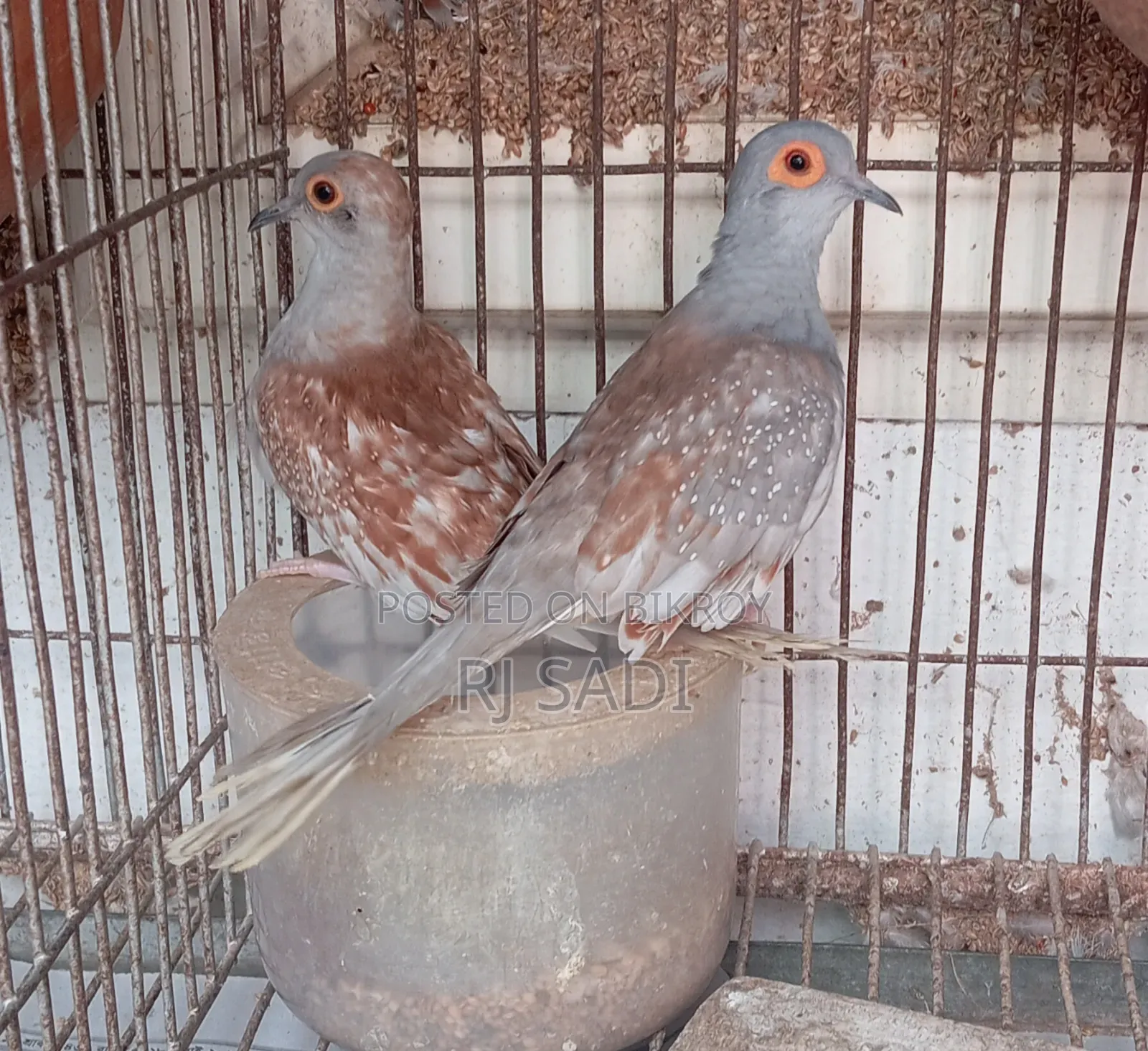 ডায়মন্ড ঘুঘু