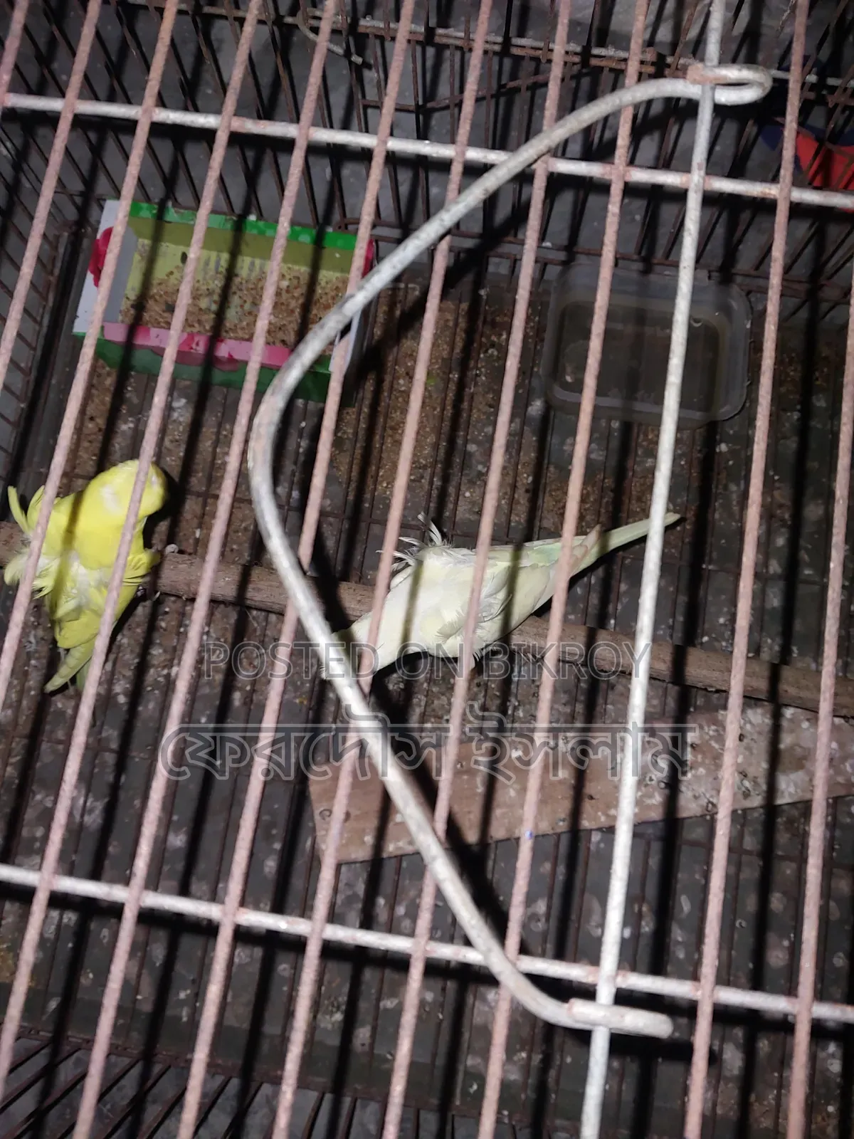 জেপি সুস্থ সবল