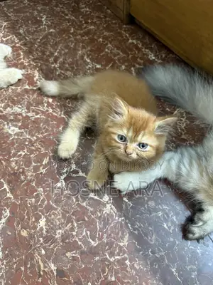 1-3 months Female Purebred Persian