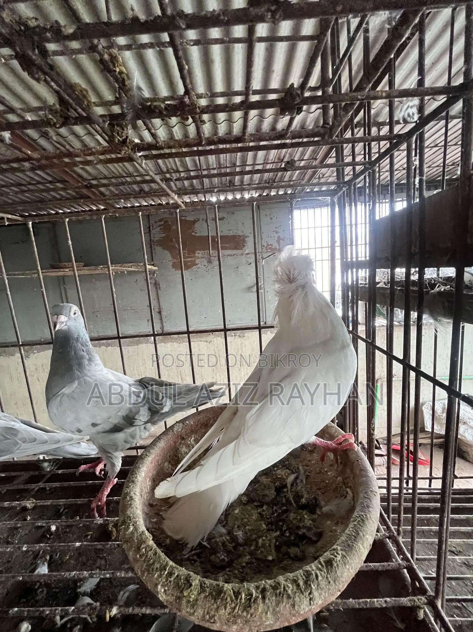 মাদি কবুতর