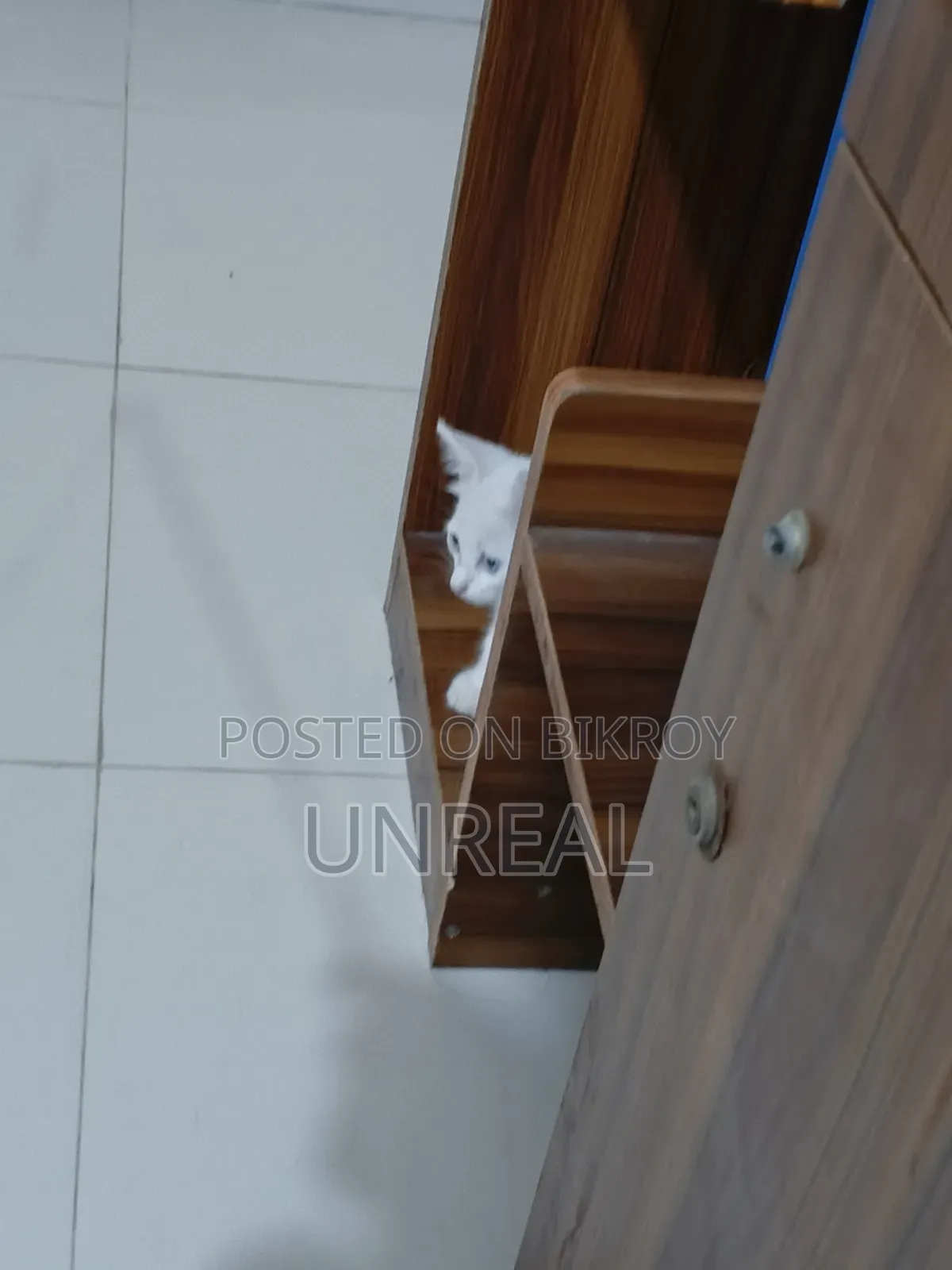 ১-৩ মাসের মেল মিক্সড ব্রিড পার্সিয়ান