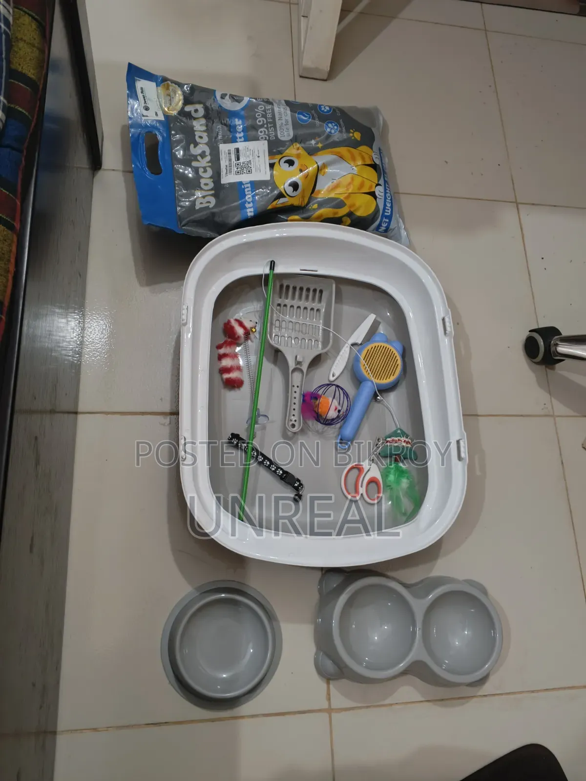 ১-৩ মাসের মেল মিক্সড ব্রিড পার্সিয়ান