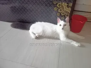 ৩-৬ মাসের পুরুষ মিশ্র জাতের পার্সিয়ান