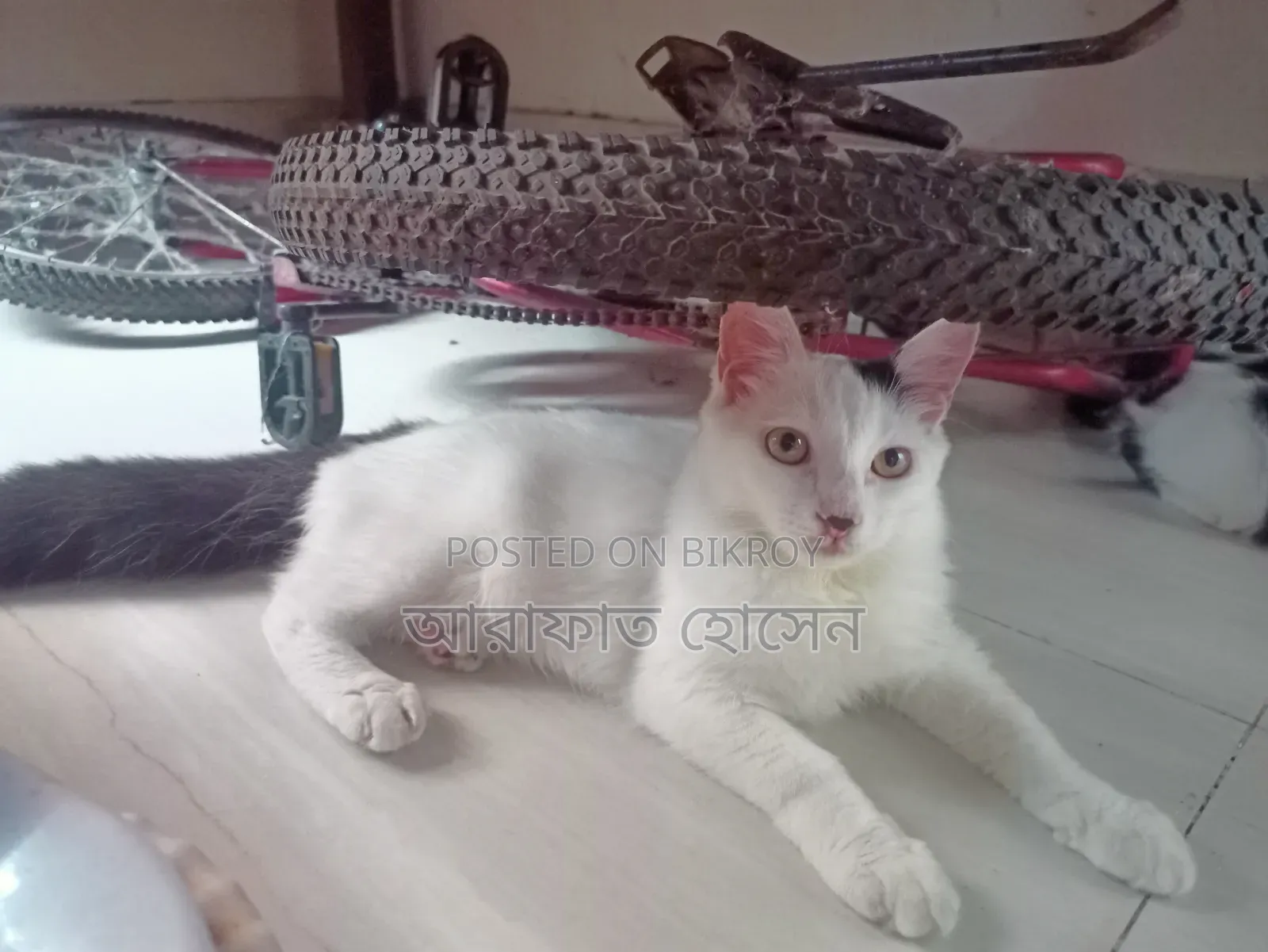 ৩-৬ মাসের পুরুষ মিশ্র জাতের পার্সিয়ান