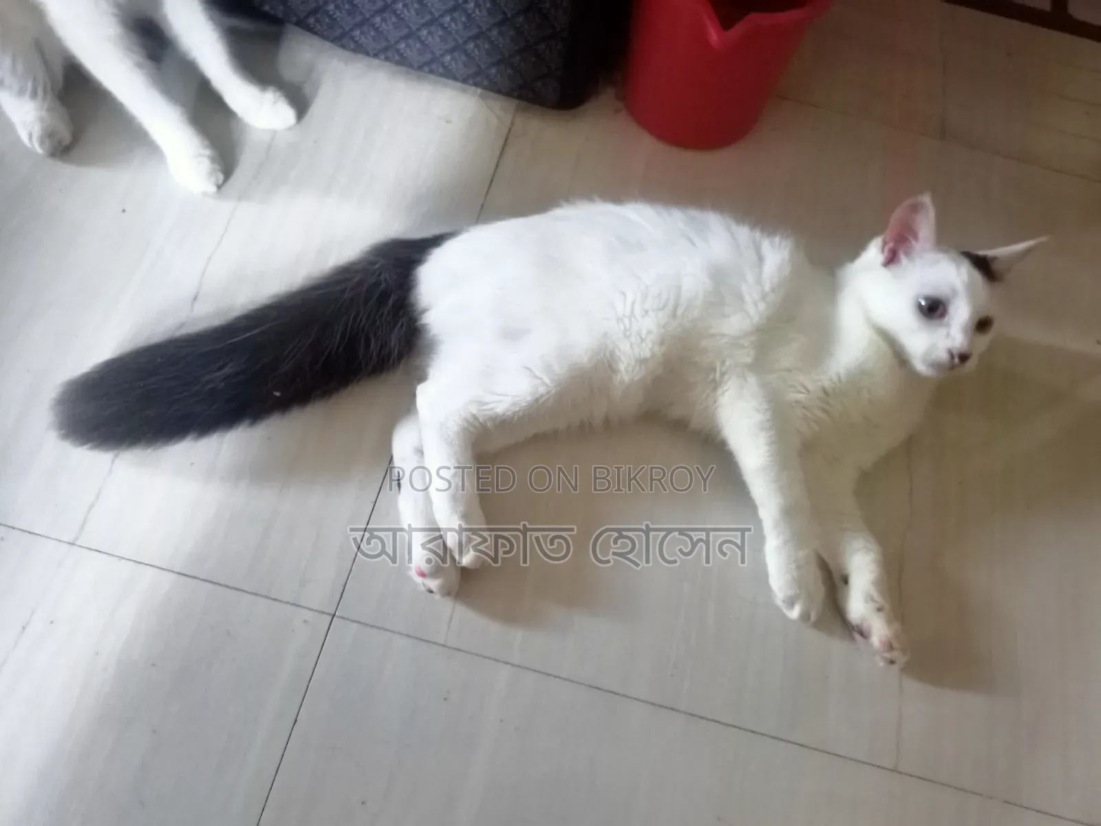 ৩-৬ মাসের পুরুষ মিশ্র জাতের পার্সিয়ান